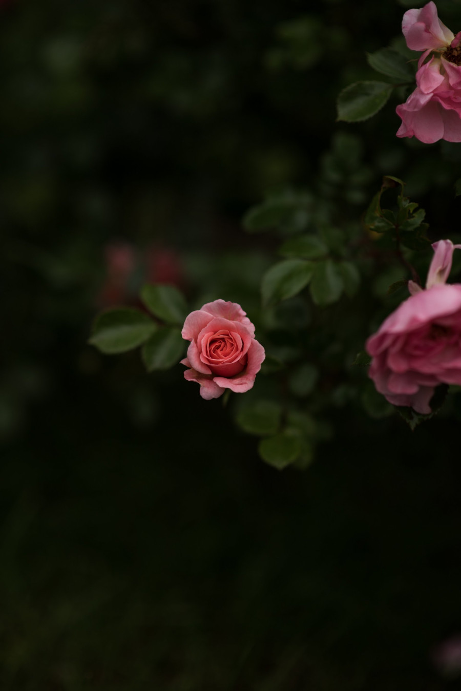 Photo by Mirza Babic on Unsplash